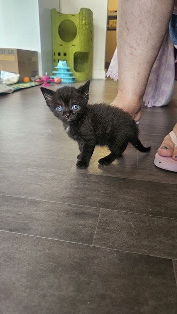 Kitten from Pure Sphynx Parents &ndash; Naturally Furred