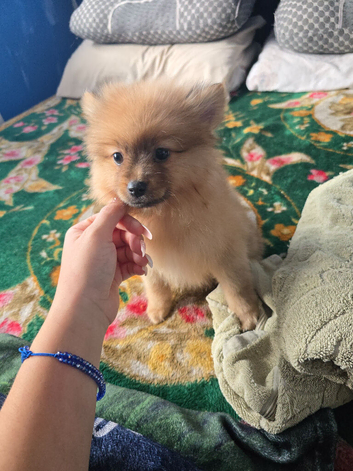 Pomeranian puppy
