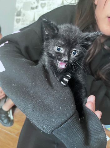 2x black female kittens