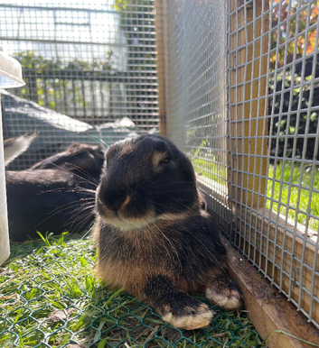 7 BELGIAN HARE KITS