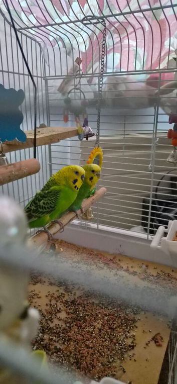 2 budgies need rehoming