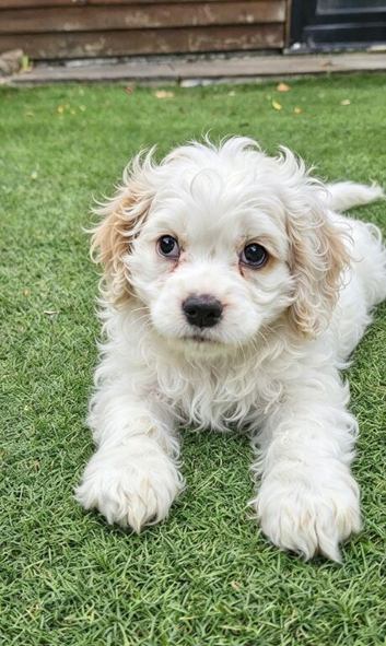 One puppy left due to time wasters
