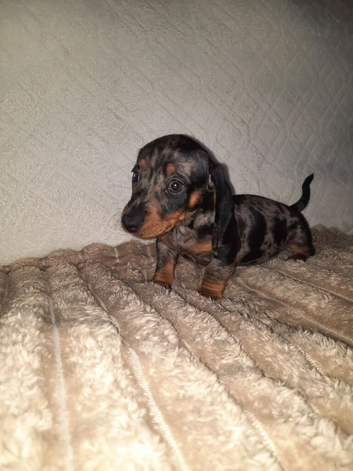 Mini Dachshund Puppy