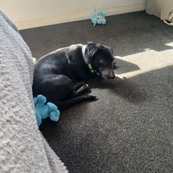 Duchound
