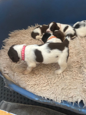 Lovely English Springer Spaniel pups