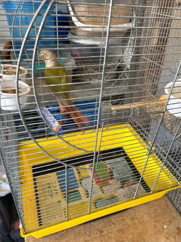 Cinnamon Conure Hen DNA tested