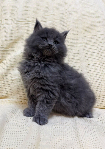 Mainecoon x Mainecoon/Ragdoll Kittens