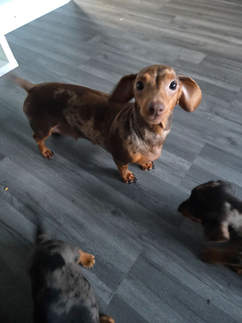 Miniature Dachshund