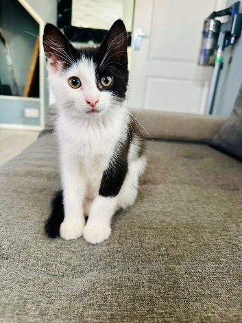 3 beautiful kittens for sale