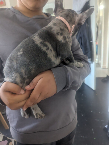 Meryl Frenchie puppy 10 weeks FEMALE