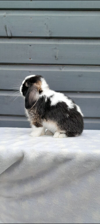 Gorgeous mini lop rabbits LAST ONE