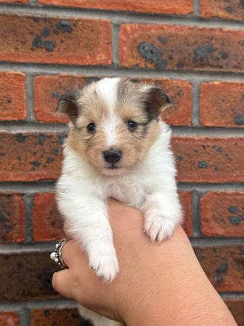 Shetland sheepdog puppies