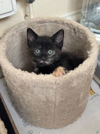 4 Kittens for sale ready to go!
