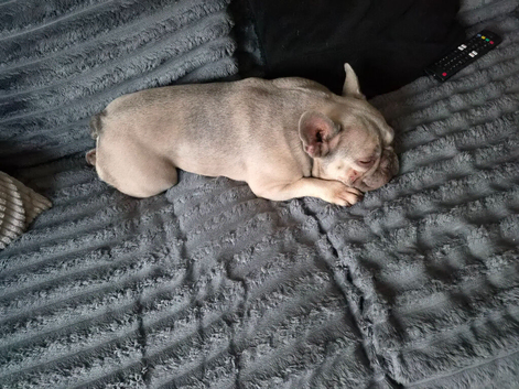 Loving Home Needed for 4-Year-Old Female French Bulldog