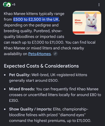 Pure White cat
