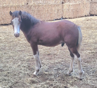 Welsh section c bay colt foal