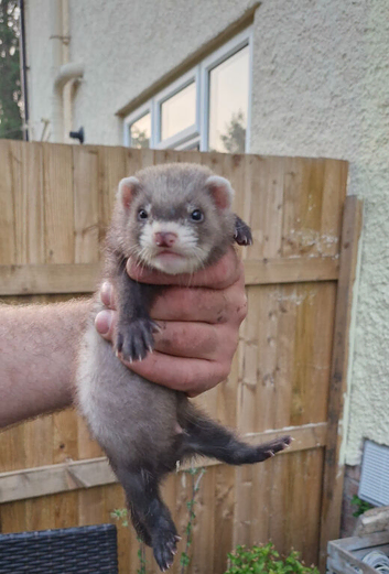 9 week old Hob