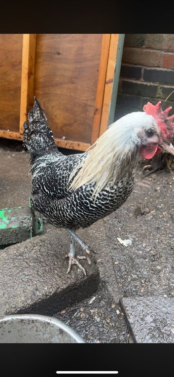 Cockerel