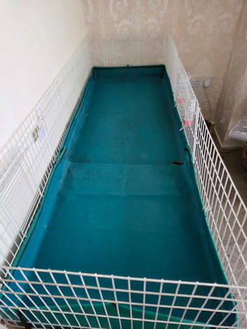 Guinee pig cages