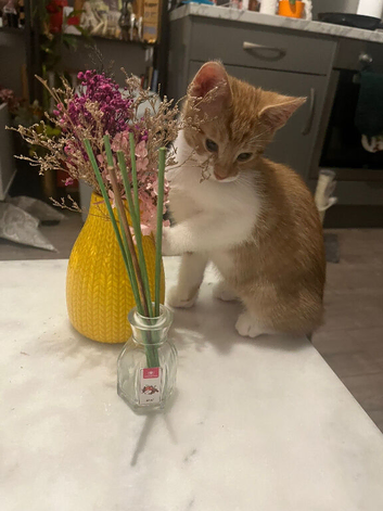 Ginger male kitten for sale