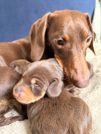 Beautiful Miniature Dachshund Puppies &ndash; 2 Females Available