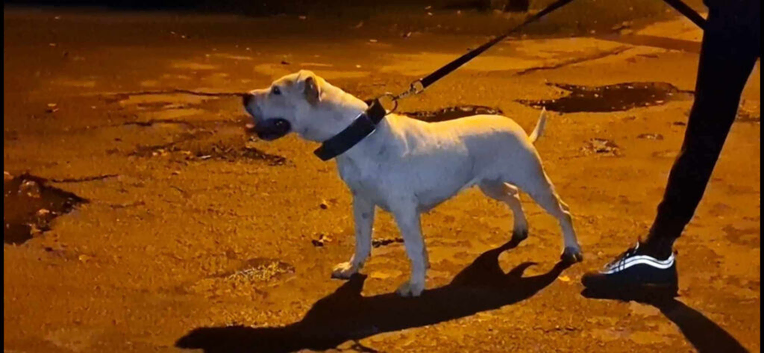 American bulldog female available