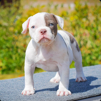 Olde English bulldog puppies !!