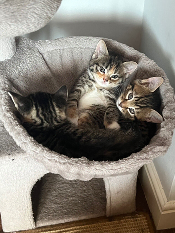 Half Siberian