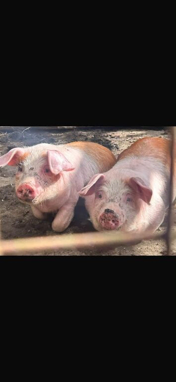 Two saddleback X Welsh male pigs