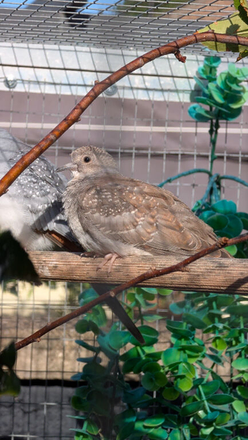 Diamond Dove