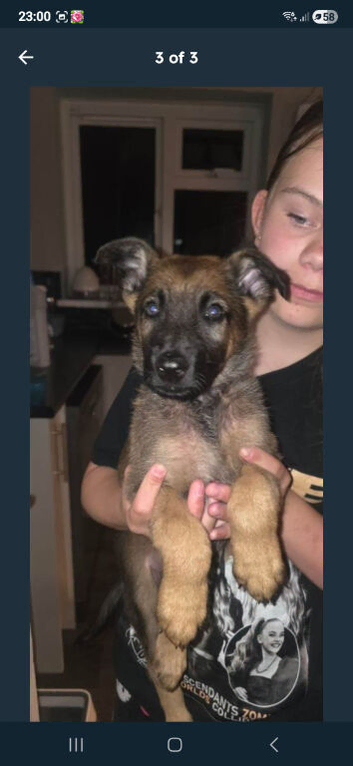Last 3 looking for their forever homes