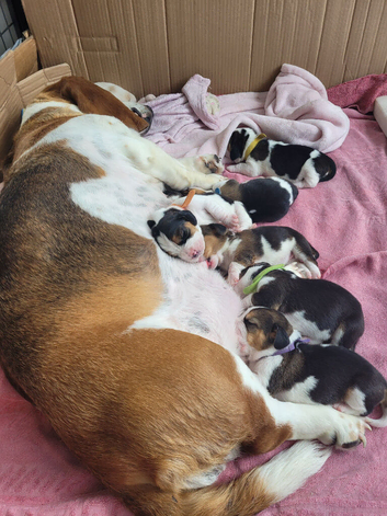 Basset hound puppies