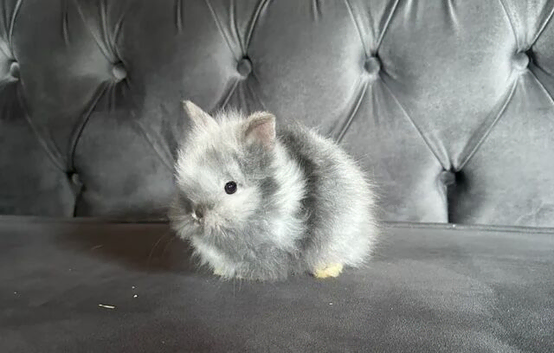 1 boy left Adorable double mane baby lionhead