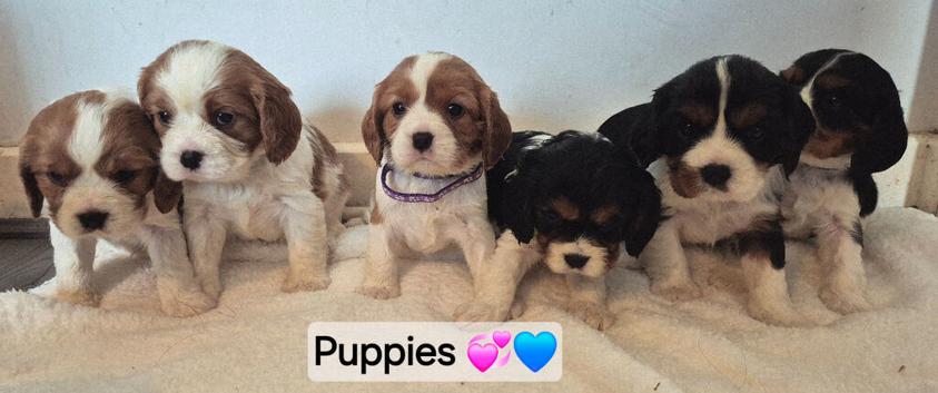 6 Cavalier King Charles Spaniel puppies