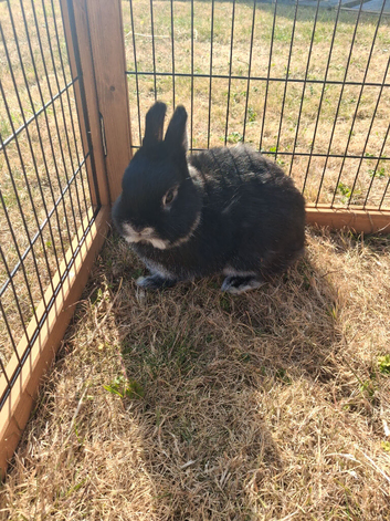 Beautiful 10 week old Netherland dwarf buck.