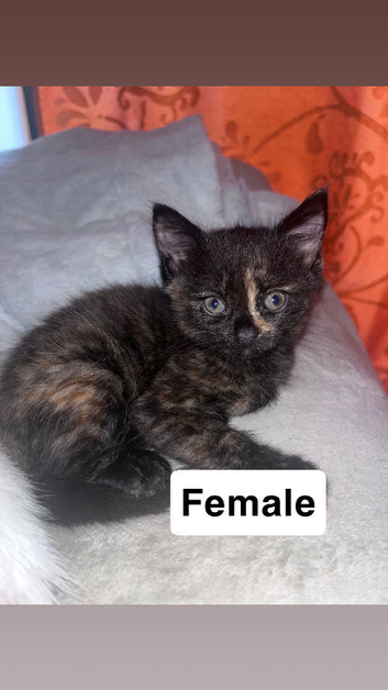 Kittens for sale