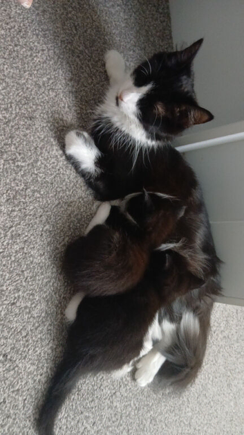 2 x kittens