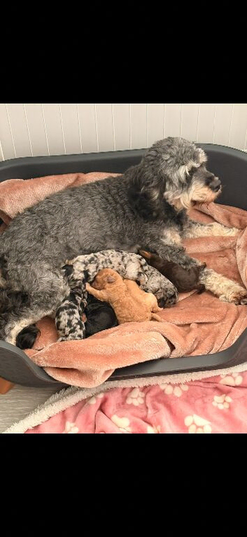 Cockapoo puppies