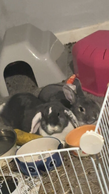 2 rabbits