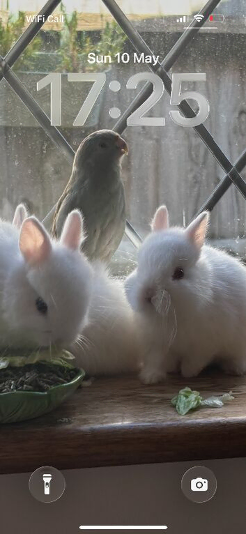 Sweet boy baby bunnies!!!