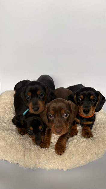 2 gorgeous miniature dachshund puppies