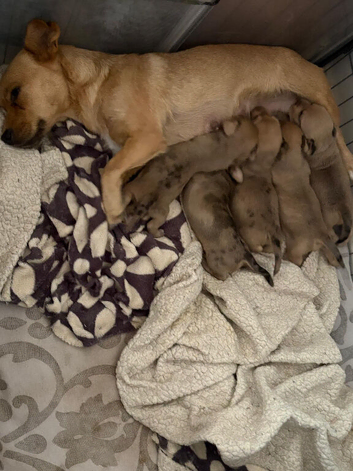 Jackshund puppies ready in 3 weeks