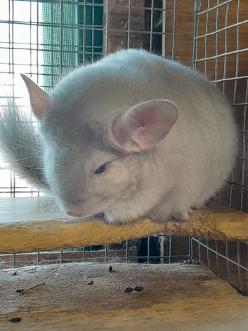 Beautiful baby beige male Chinchilla