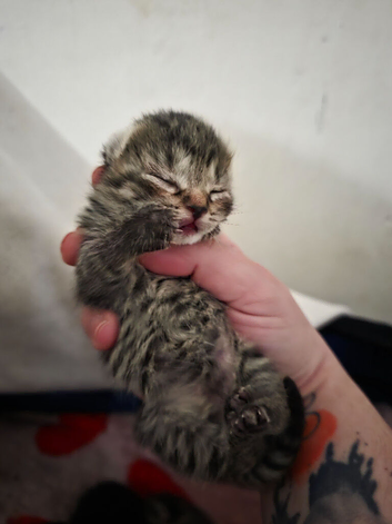 TABBY RUSSIAN FOR SALE