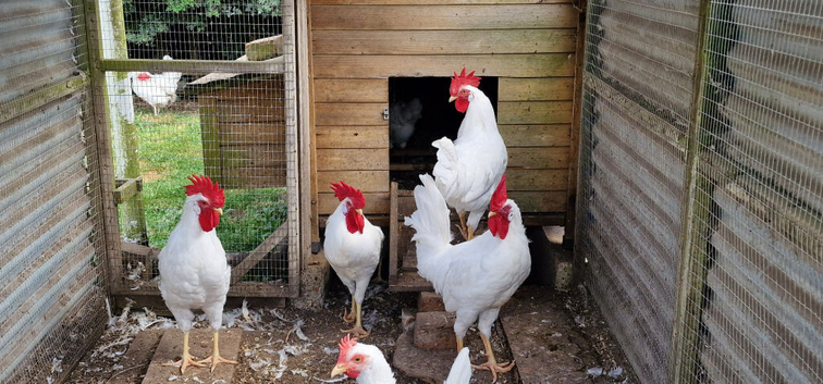 LEGHORN COCKERALS FOR SALE