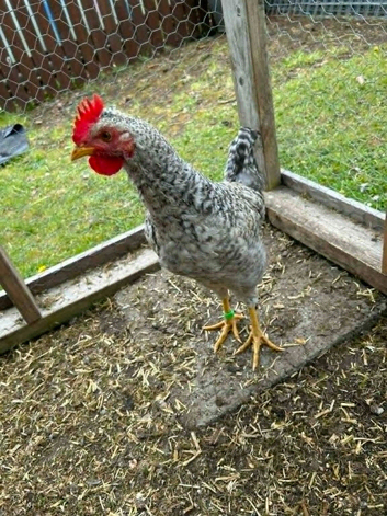 3 month old cream legbar cockerel I need to rehome