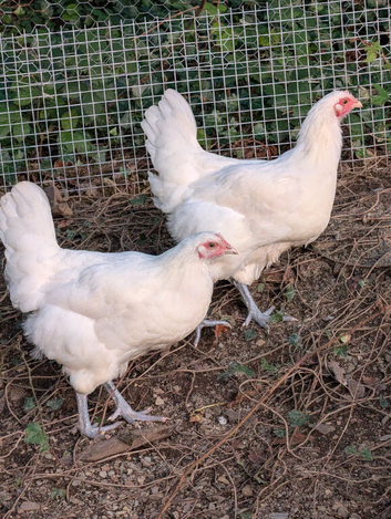 Bresse Gauloise pullets