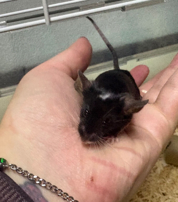 Friendly baby male for sale with full set up