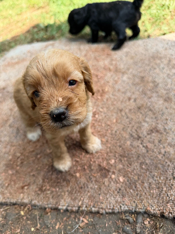F1 cockapoo pups