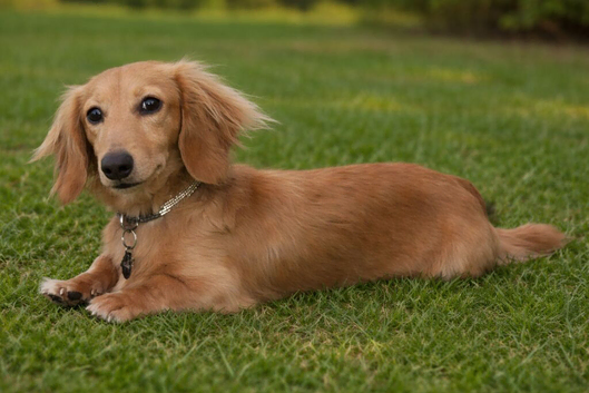 Cream Long Haired Miniature Dachshund - Stud